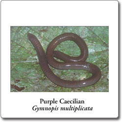 caecilian