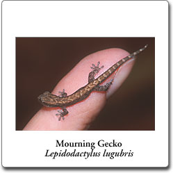 Lepidodactylus lugubris