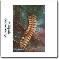 millipede