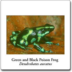 Dendrobates auratus